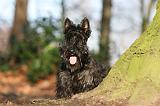 SCOTTISH TERRIER 054
